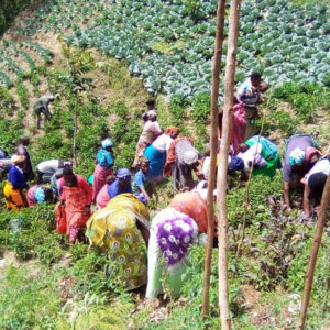ladies in Kisoro demonstration farm