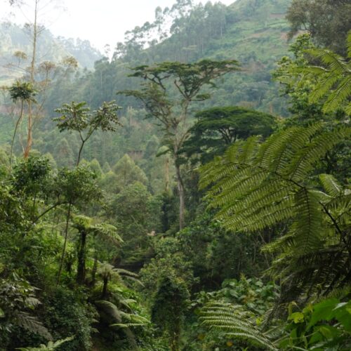 Bwindi forest