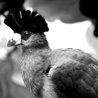 Great-blue-turaco-blackwhite